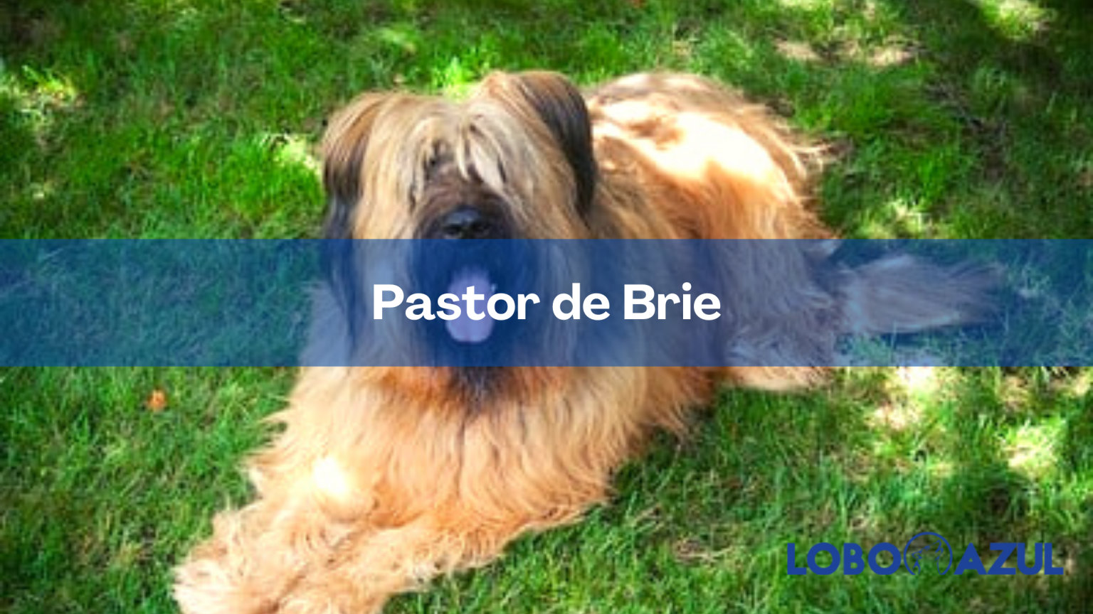 Cómo Educar A Un Cachorro De Pastor De Brie | Blog De ADOPTA Un Animal