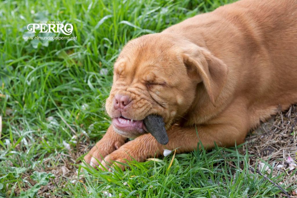 Cómo Educar A Un Cachorro Pastor De Beauce Para Qué No Muerda | Blog De ...