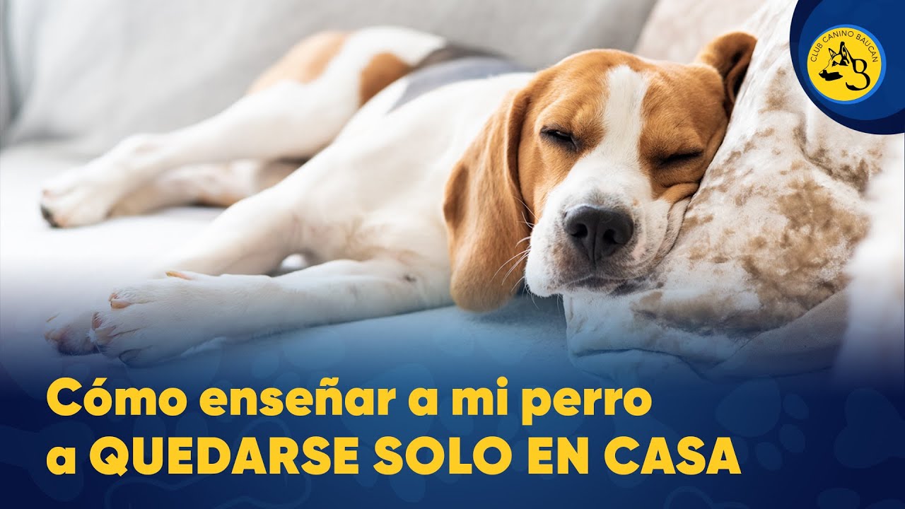 Cómo Educar A Un Cachorro Perro De Canaan Para Qué No Muerda | Blog De ...