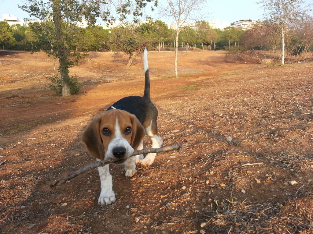 Cómo Educar A Un Cachorro Sabueso Francés Tricolor Para Qué No Muerda ...