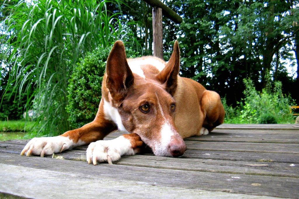 Cómo enseñar a un perro Podenco Orito a ir al baño | Blog de ADOPTA un ...