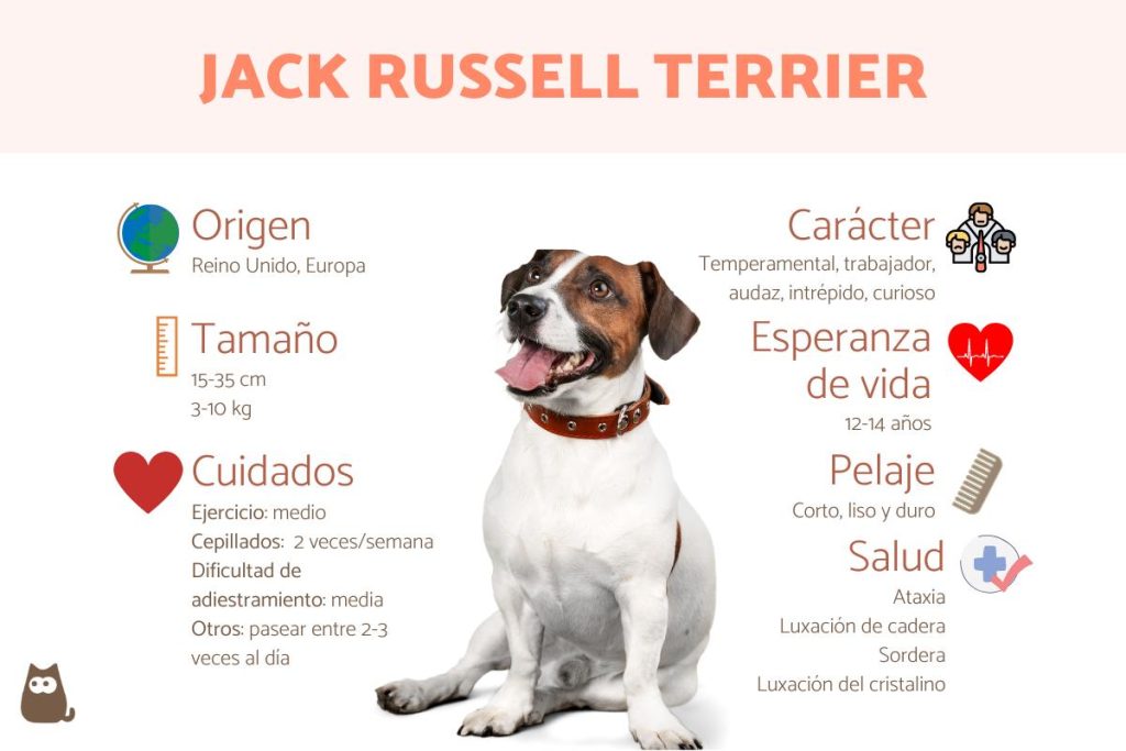 como saber si tu perro es de raza pura