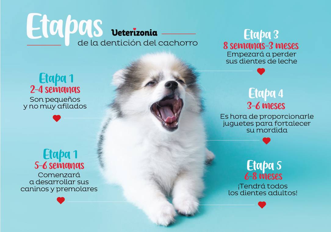 a los perros les vuelven a crecer los dientes de leche