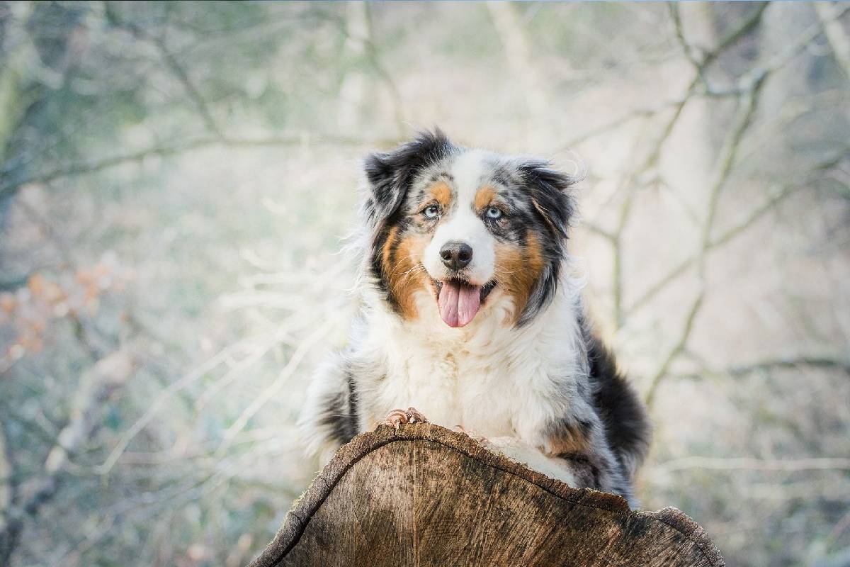 Cuánto cuesta mantener un perro Pastor Ganadero Australiano en España Blog de ADOPTA un Animal