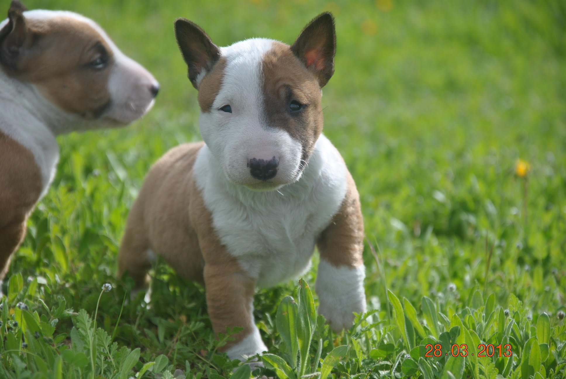 cuanto vale un bull terrier