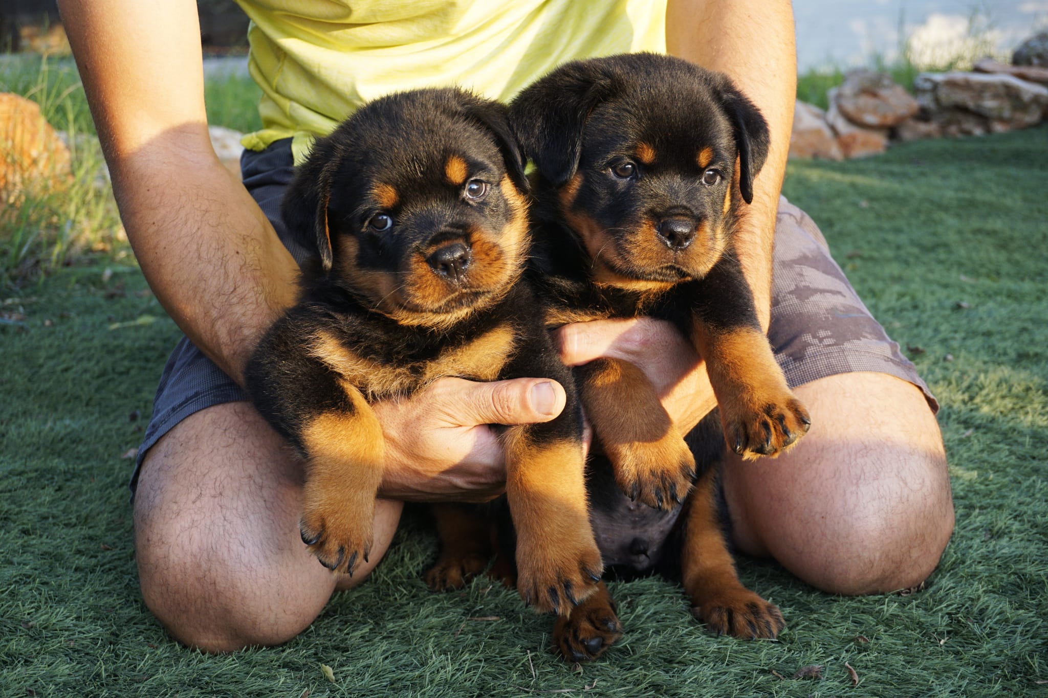 cuanto vale un rottweiler