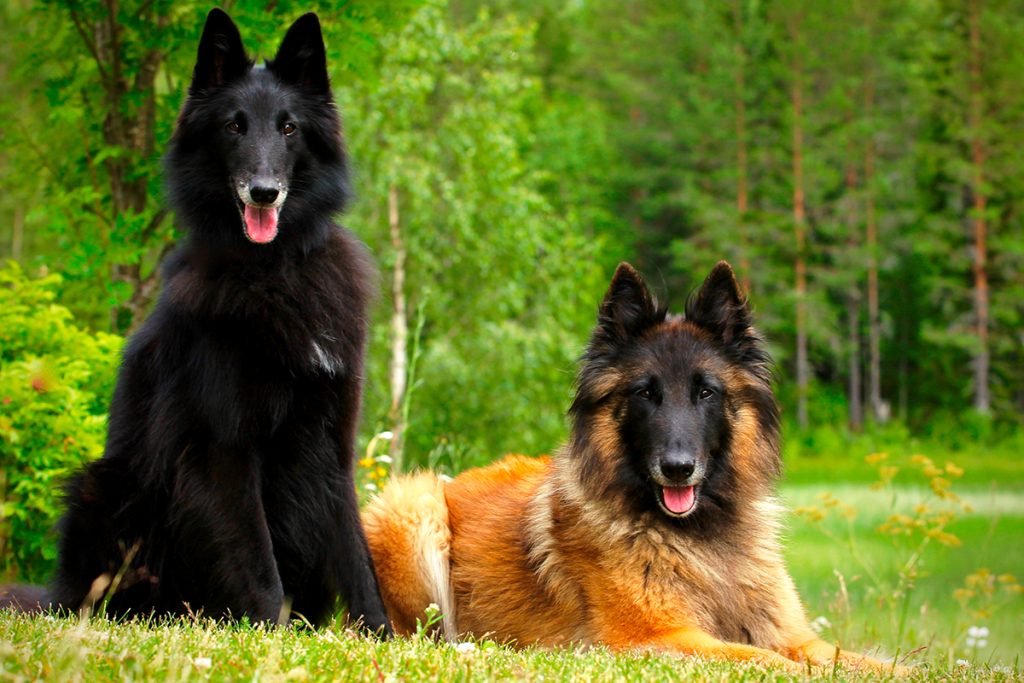 Cuántos años vive un Pastor Belga Tervueren Blog de ADOPTA un Animal Cuántos años vive un Pastor Belga Tervueren Blog de ADOPTA un Animal