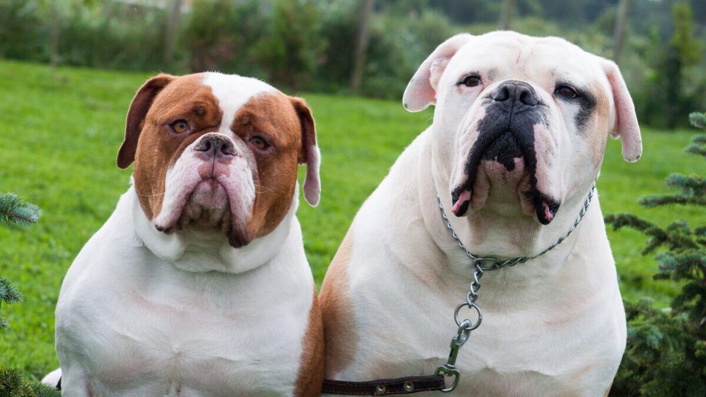 son los bulldogs americanos perros inteligentes