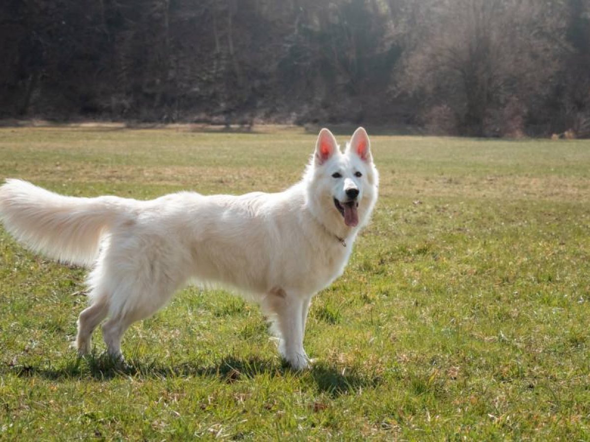 Cuántos Tipos De Perros Pastor Blanco Suizo Hay | Blog De ADOPTA Un Animal