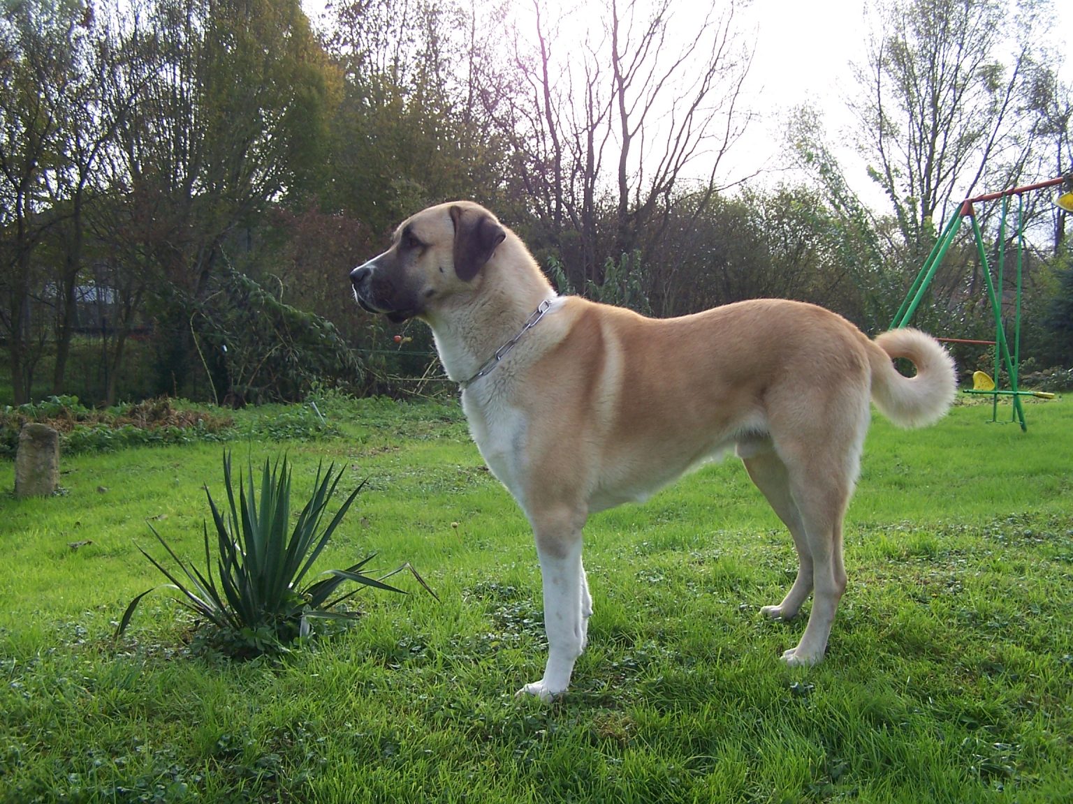 Cuántos Tipos De Perros Pastor De Anatolia Hay | Blog De ADOPTA Un Animal