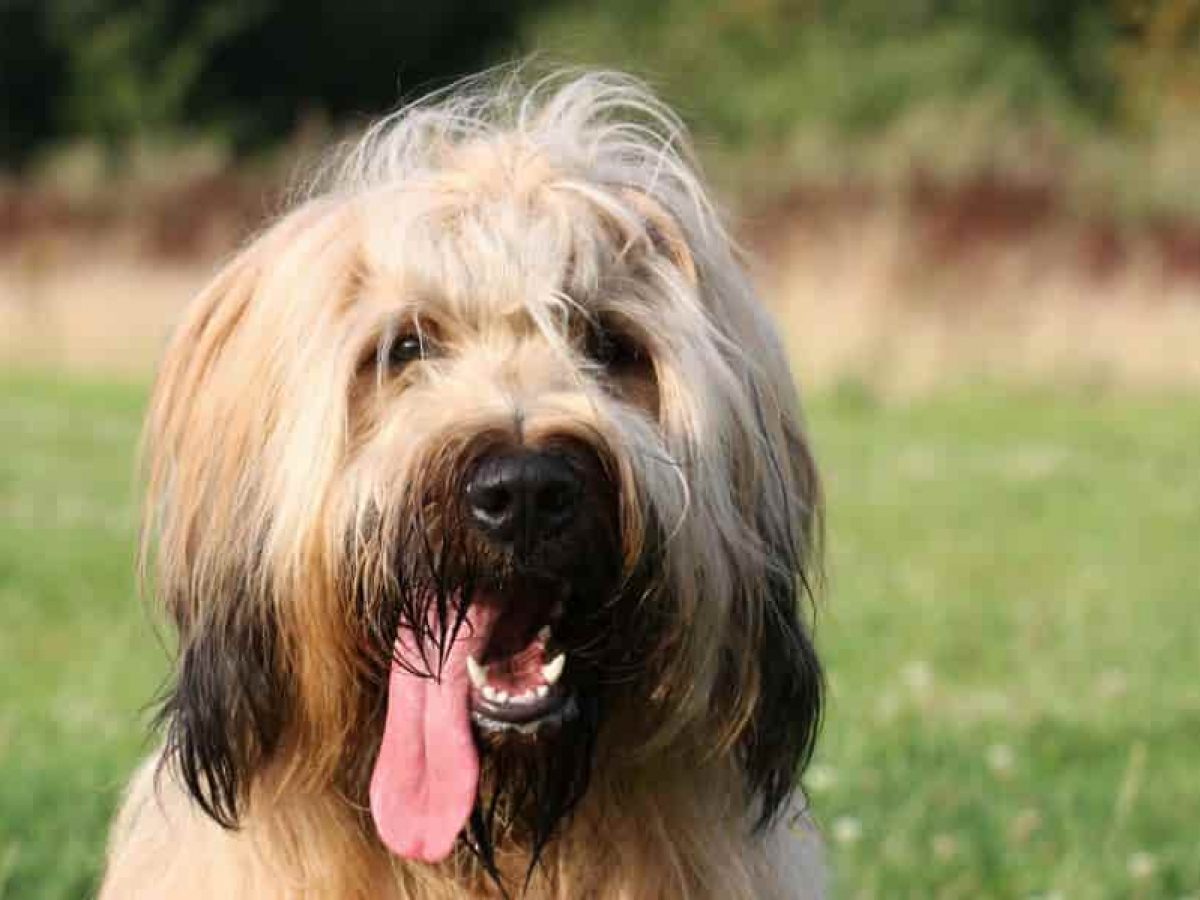 Cuántos Tipos De Perros Pastor De Brie Hay | Blog De ADOPTA Un Animal