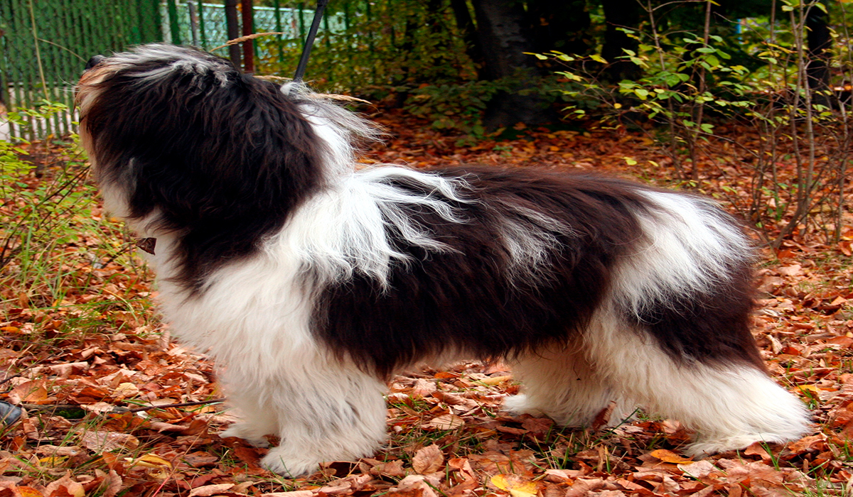 Cuántos Tipos De Perros Pastor Polaco De Las Llanuras Hay | Blog De ...