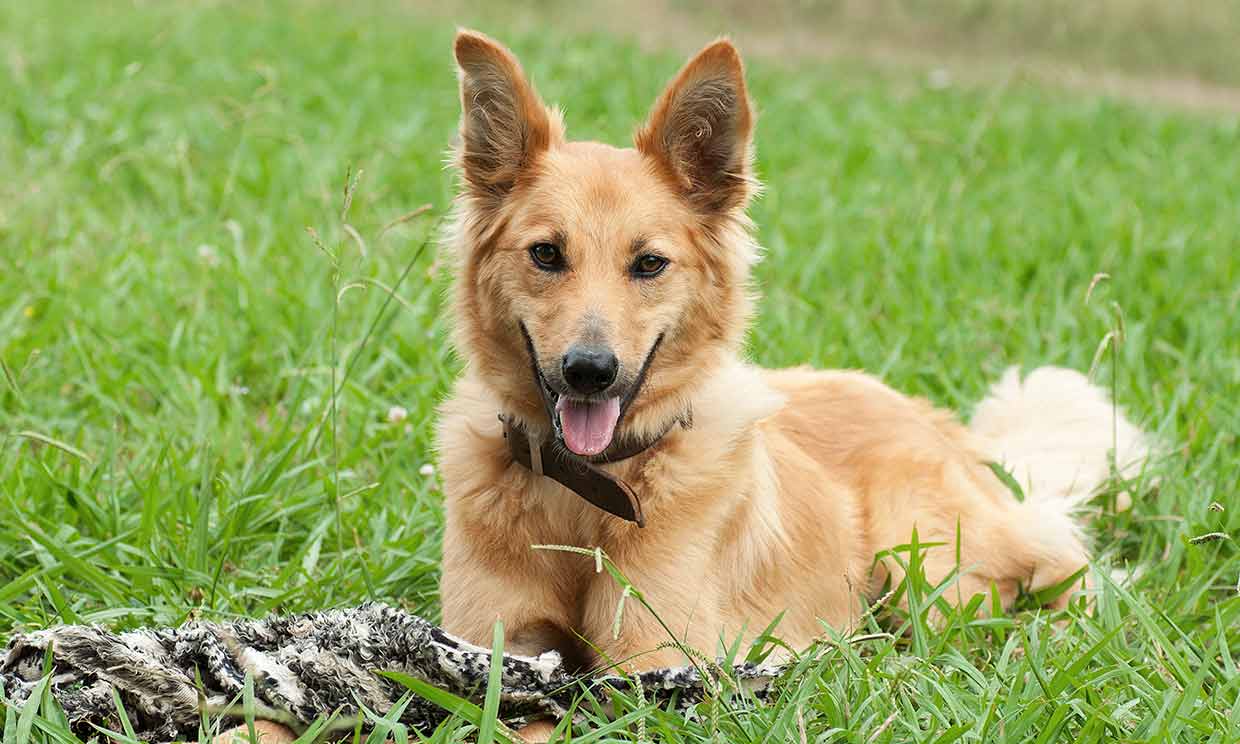 Cuántos Tipos De Perros Pastor Vasco Hay | Blog De ADOPTA Un Animal