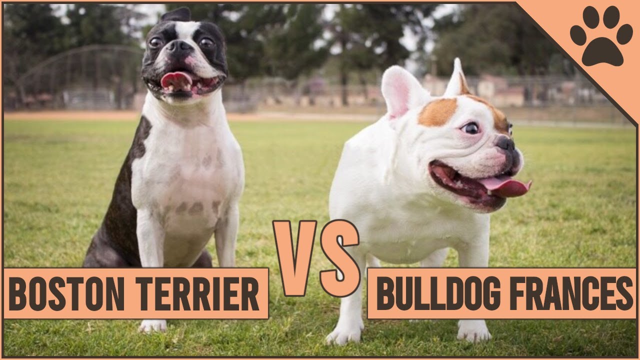 cual es la diferencia entre un bulldog ingles y un americano