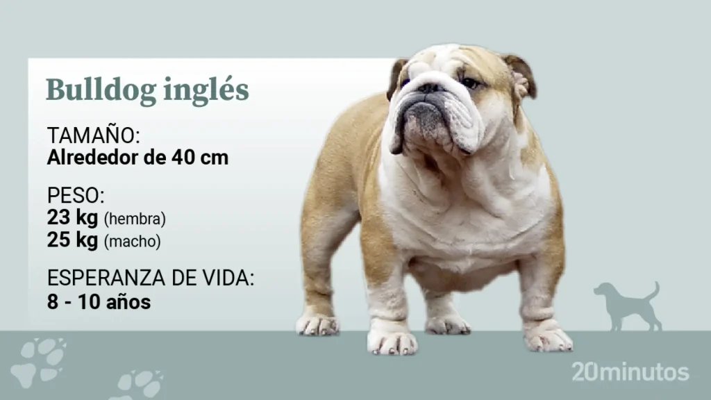 son malos los bulldogs ingleses