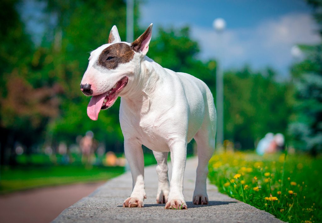 son los bull terriers faciles de entrenar