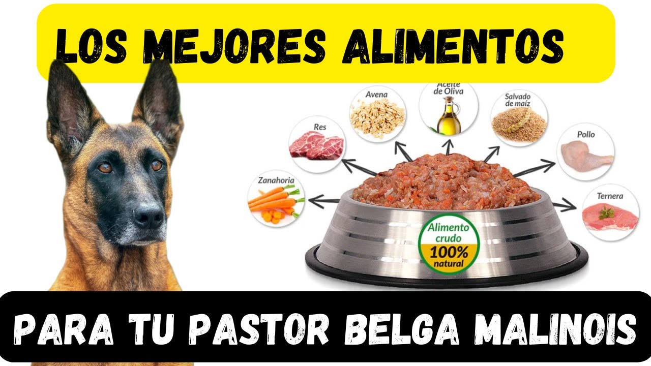 Qué Verduras Puede Comer Un Pastor Belga Tervueren Blog De Adopta Un