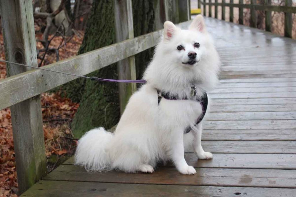 como cuidar a un perro spitz japones