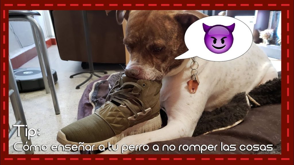 Cómo Educar A Un Cachorro Whippet Para Qué No Muerda | Blog De ADOPTA ...