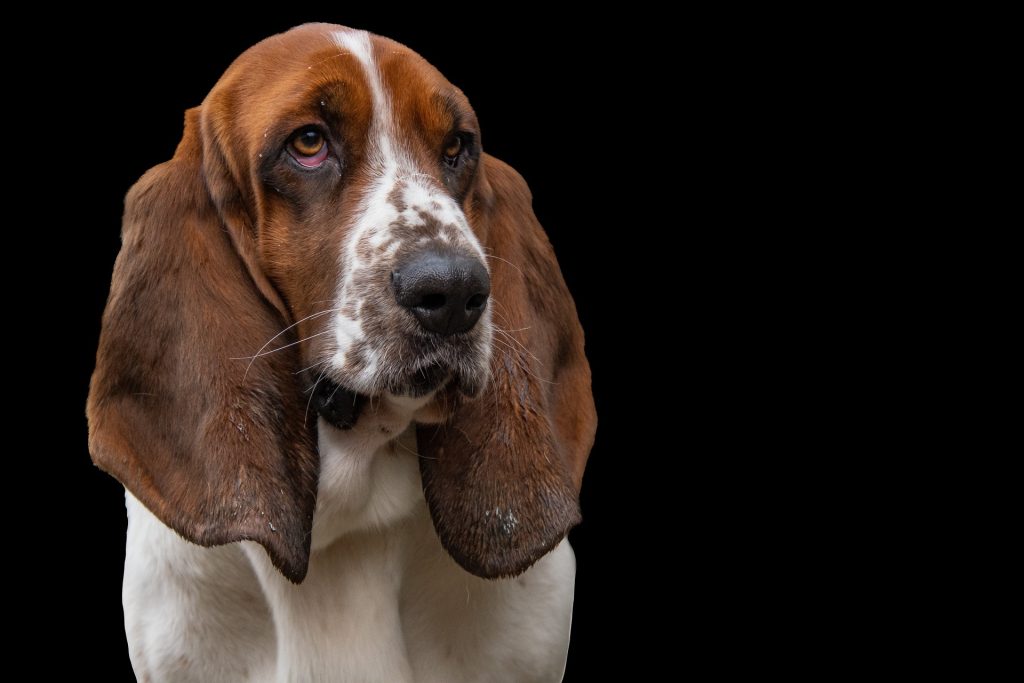 son los sabuesos serbios buenas mascotas familiares