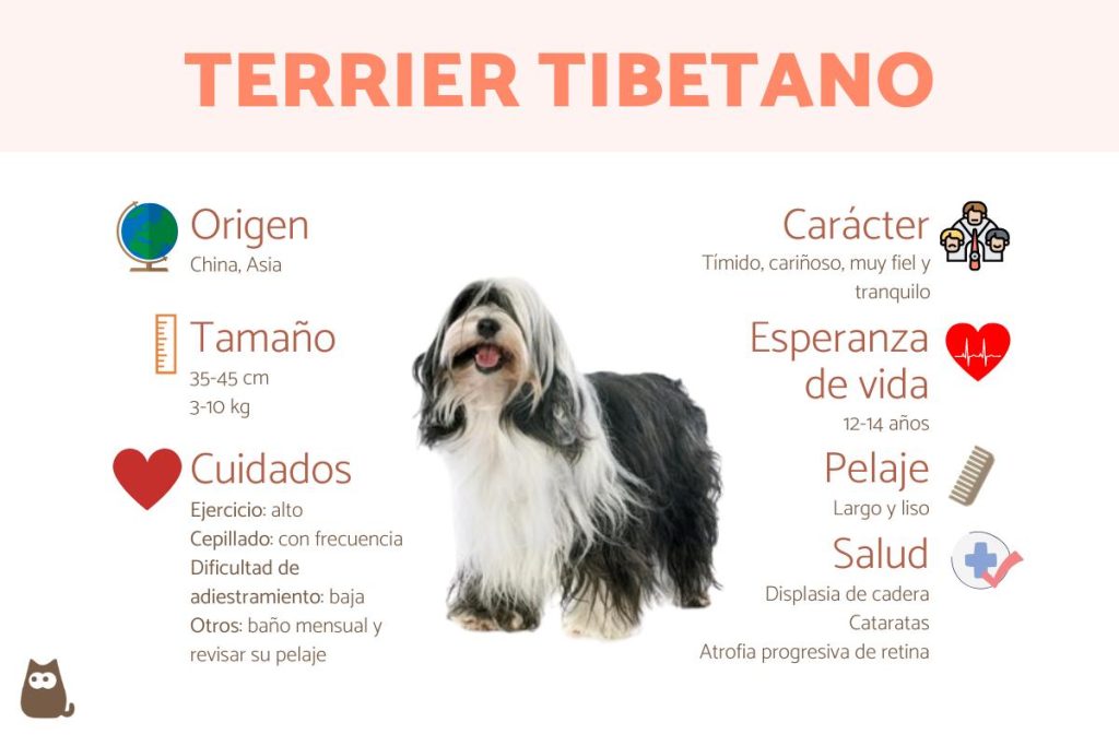 cuanto cuesta un terrier tibetano