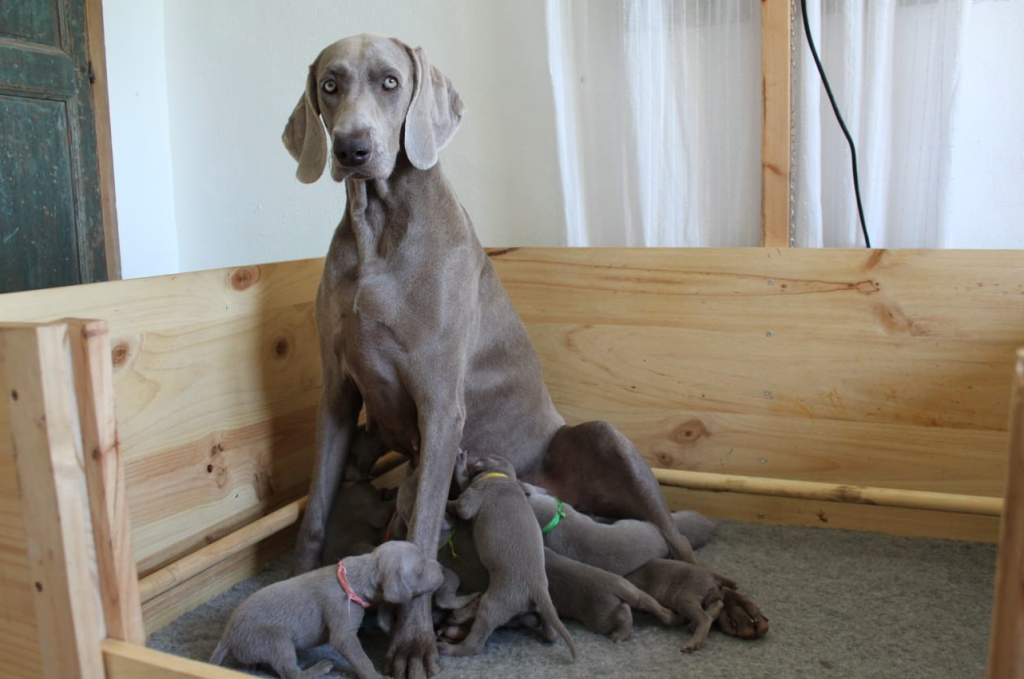 Cu Nto Cuesta Un Cachorro De Braco De Weimar En Espa A Blog De Adopta