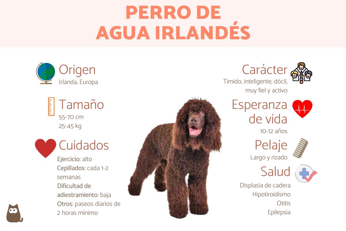 cuanto cuesta vacunar a un cachorro en irlanda