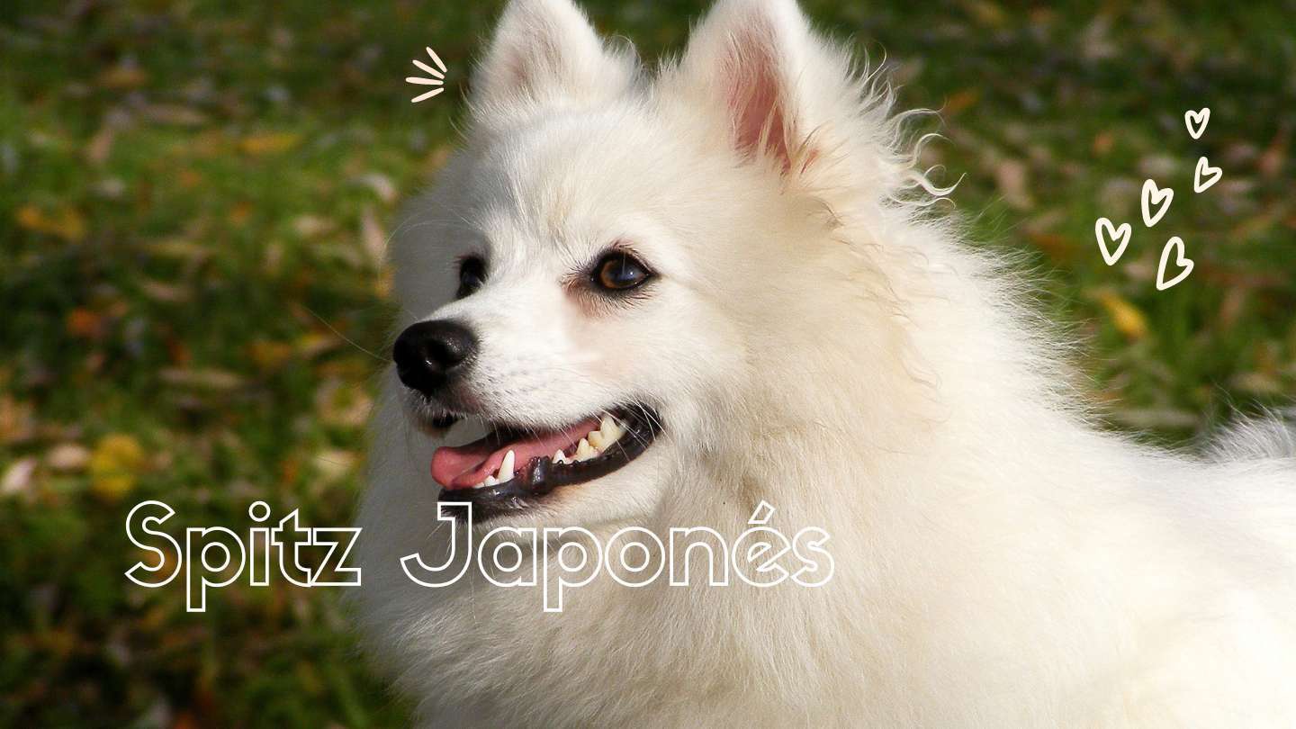 a que edad es adulto un spitz japones