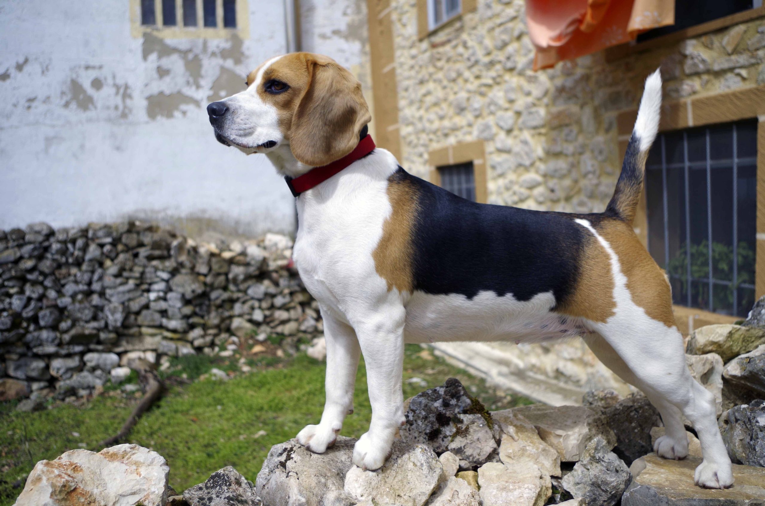 son los sabuesos serbios buenas mascotas familiares