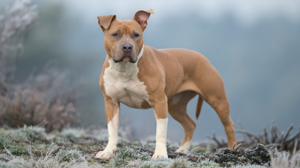 el staffordshire bull terrier crece grande