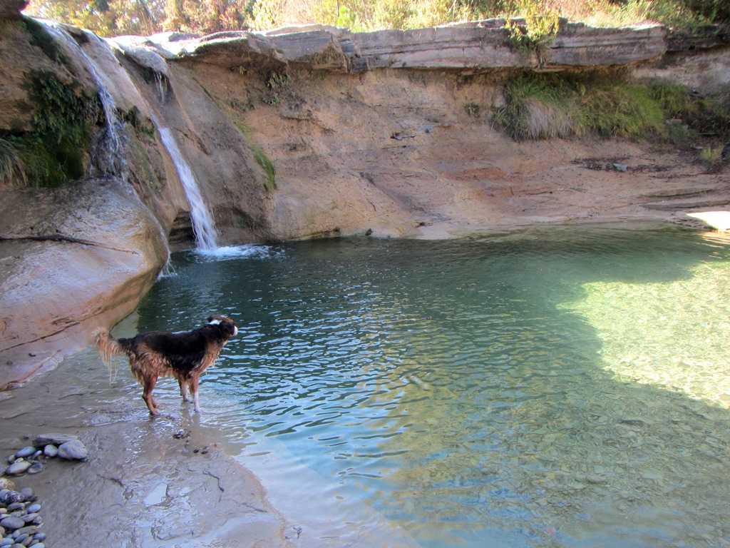 Cuánto Tarda Un Perro Pastor De Karst En Levantar Las Orejas | Blog De ...