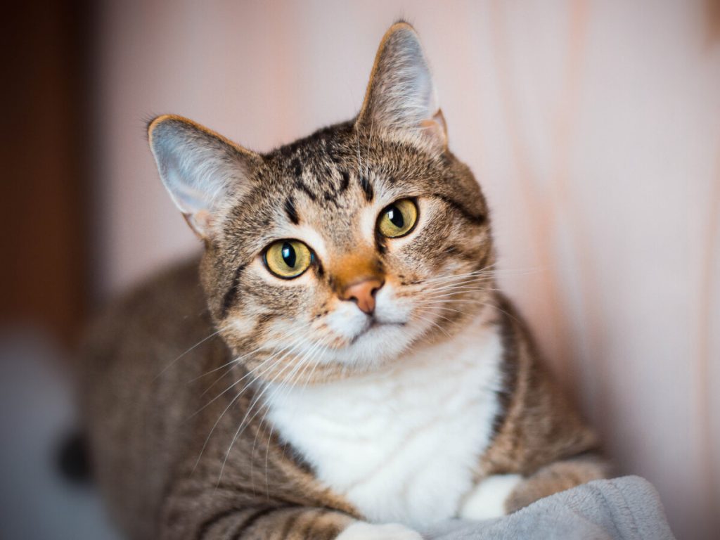 gato sb