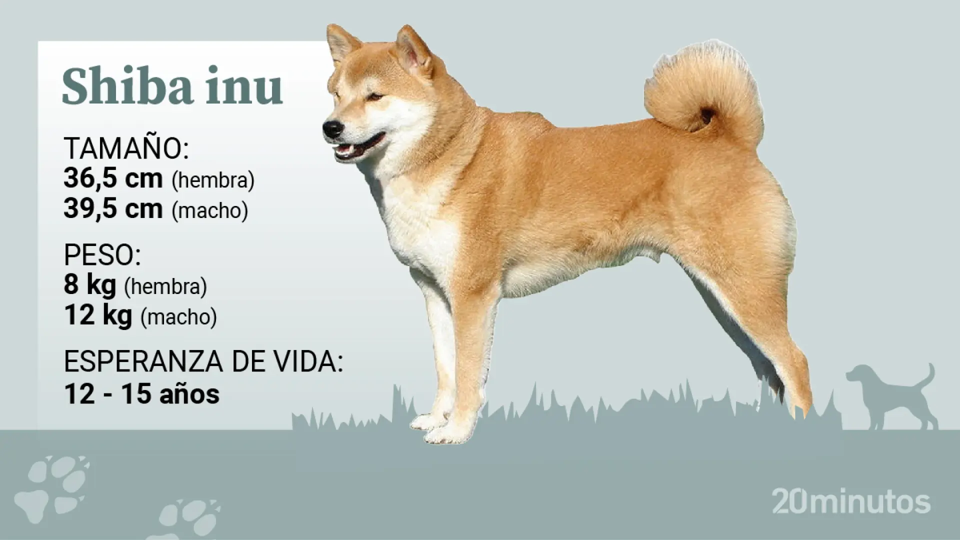 que tan inteligente es un sennenhund