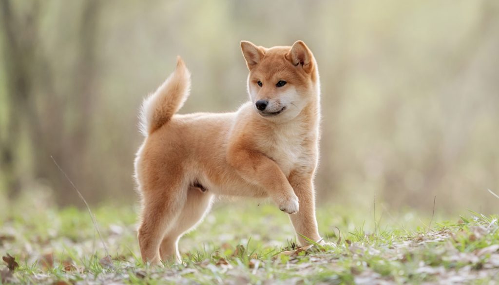 son shiba inu faciles de entrenar