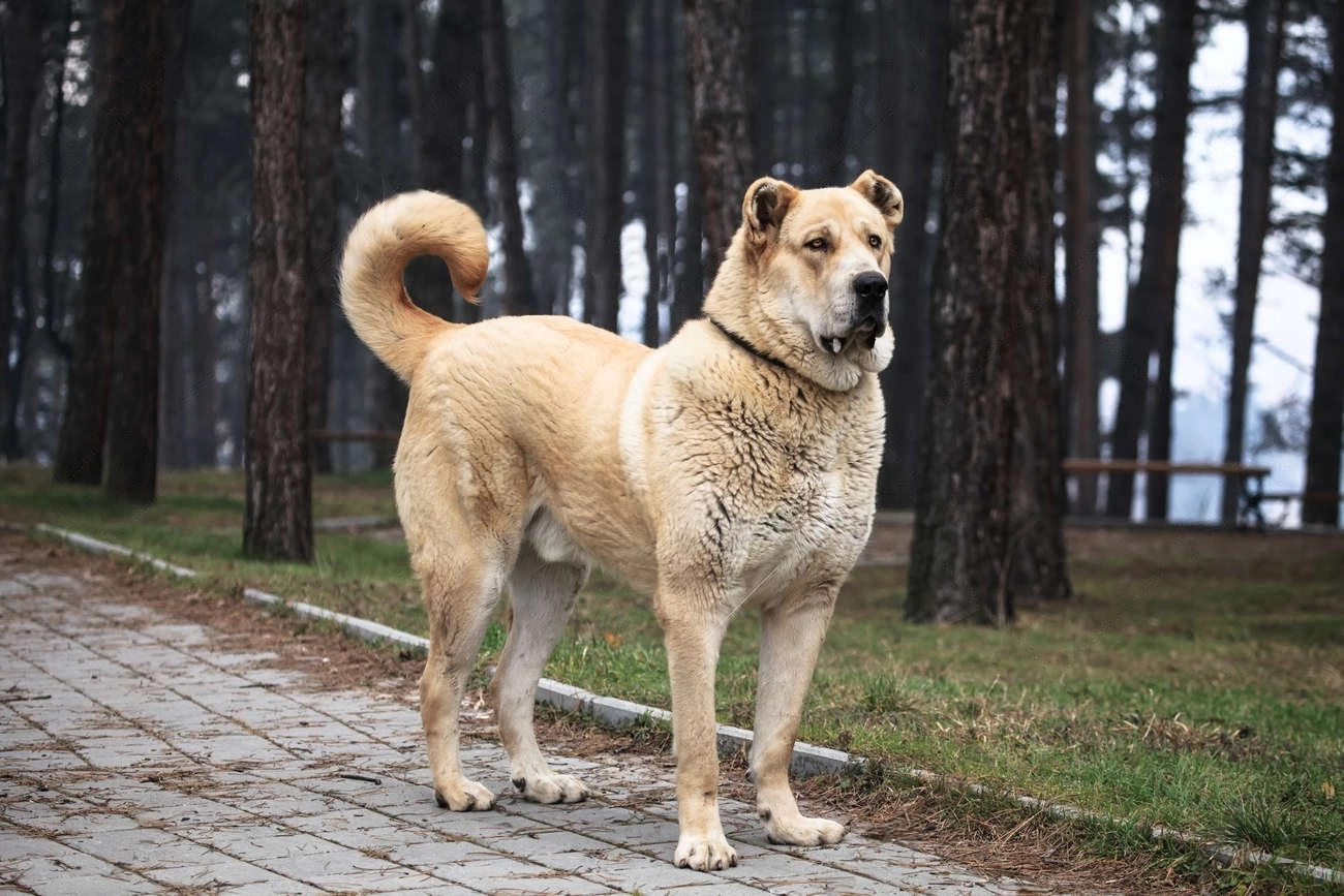 Perro pastor de Asia Central