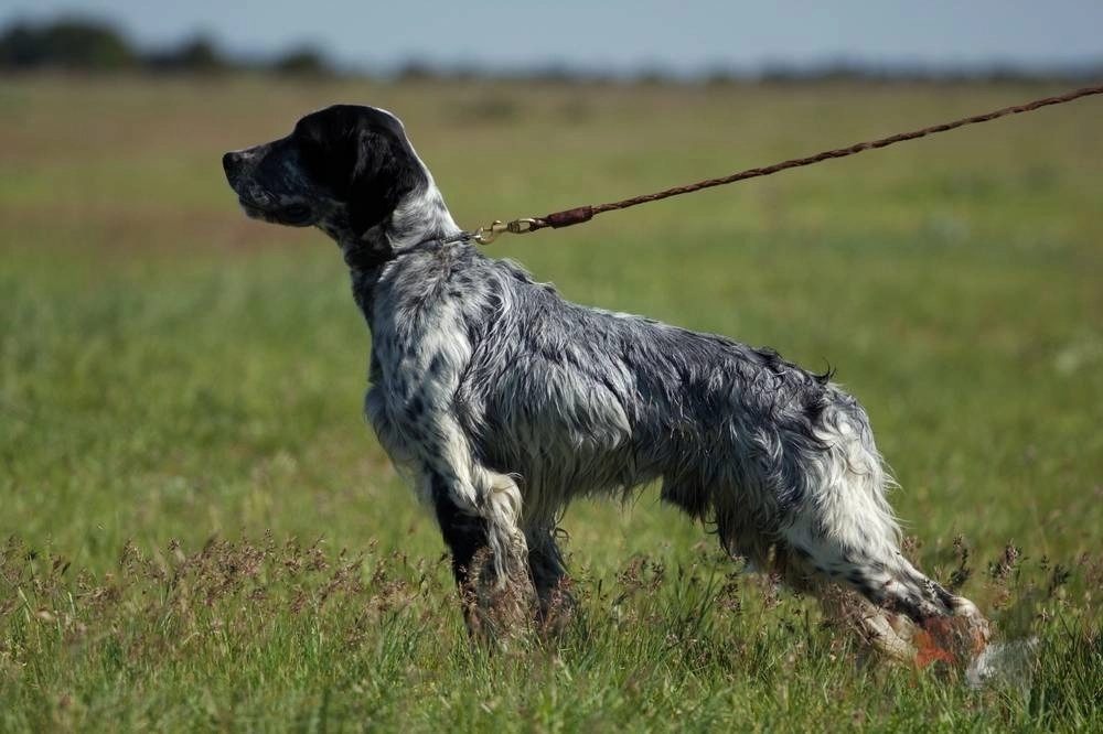 Setter Inglés ⇨ 🐶Descúbrelo TODO Sobre Estos Perros | ADOPTA Un Animal